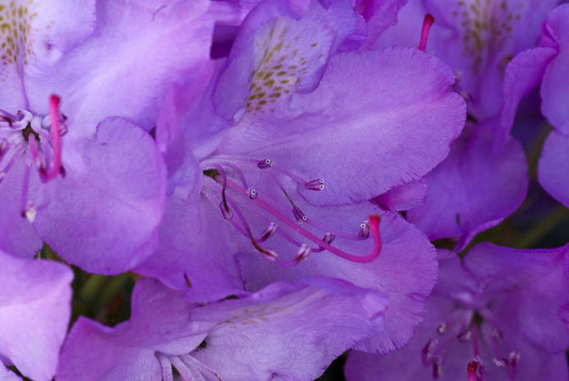 无人,横图,俯视,室外,特写,白天,美景,阴影,盛开,光线,影子,景观,花蕾,花,花瓣,花朵,鲜花,粉色,紫色,阳光,自然,花苞,花蕊,景色,庄重,自然风光,威严,扇骨木,石南,石南花,石楠,石楠花,孤独,彩图,高角度拍摄