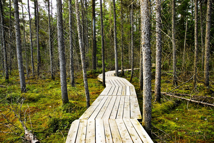 无人,横图,室外,白天,正面,旅游,度假,草地,草坪,美景,树林,植物,加拿大,阴影,光线,木板,影子,景观,桥,木桥,娱乐,栈桥,草,树,树木,绿色,阳光,自然,享受,休闲,景色,放松,生长,成长,人行桥,木板桥,北美,北美洲,自然风光,美洲,省会,北亚美利加洲,亚美利加洲,魁北克,魁北克城,魁北克省,魁北克市,彩图,古壁省,魁省