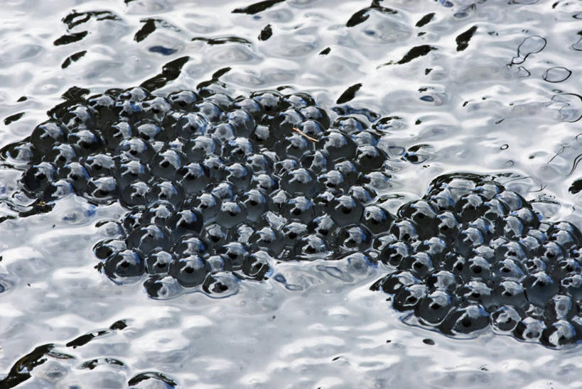 无人,横图,俯视,室外,特写,白天,河流,美景,水,一堆,许多,阴影,波纹,堆叠,堆积,光线,纹路,纹理,影子,河水,景观,水流,很多,水纹,阳光,自然,波浪,景色,堆,自然风光,肌理,卵,蛙卵,彩图,高角度拍摄