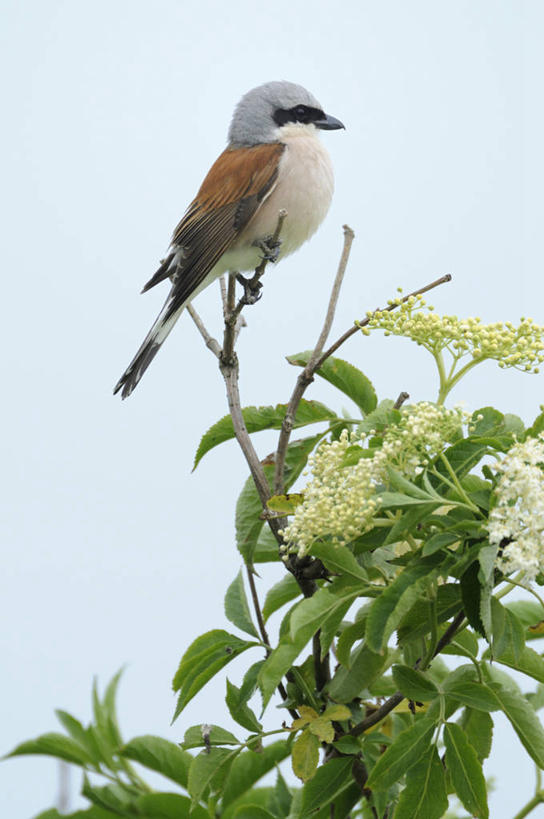 无人,站,竖图,室外,特写,白天,仰视,美景,植物,鸟,叶子,阴影,盛开,光线,鸟类,知更鸟,影子,景观,绿叶,枝条,花蕾,注视,花,花瓣,花朵,鲜花,树,树木,树枝,一只,蓝色,绿色,蓝天,天空,阳光,自然,天,花苞,花蕊,观察,看,站着,嫩叶,景色,生长,晴朗,成长,观看,察看,关注,自然风光,万里无云,红襟鸟,欧亚鸲,知更雀,虬枝,枝杈,罗宾鸟,蓝知更鸟,叶,叶片,晴空,晴空万里,站立,彩图,低角度拍摄,全身