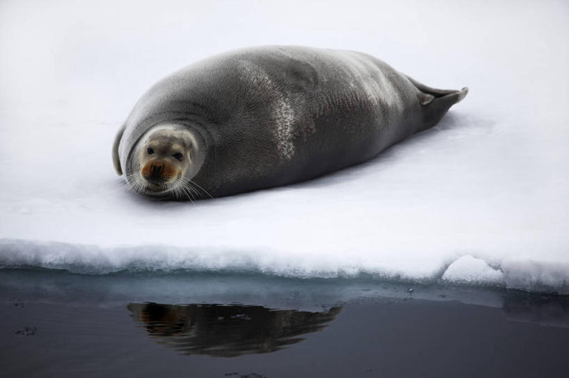无人,躺,横图,室外,白天,正面,旅游,度假,海浪,海洋,美景,雪,大雪,哺乳动物,海豹,野生动物,挪威,欧洲,积雪,景观,浪花,雪景,冬季,冬天,注视,娱乐,一只,自然,海水,动物,观察,看,享受,休闲,景色,放松,寒冷,可爱,活泼,观看,察看,斯堪的纳维亚,关注,自然风光,北欧,斯堪的那维亚,斯堪的那维亚半岛,斯堪的纳维亚半岛,海景,斯瓦尔巴群岛,严寒,挪威王国,斯匹次卑尔根群岛,卧着,大海,风浪,海,海水的波动,近岸浪,涌浪,躺着,卧,彩图,全身
