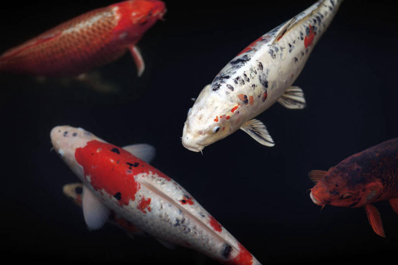 游泳,无人,横图,俯视,室内,白天,锦鲤,鲤鱼,表演,鱼,注视,鱼类,水族馆,观察,看,四条,展示,海底世界,观看,展览,察看,饲养,关注,水生动物,水生物,收集,观赏鱼,泅水,拍浮,极地海洋世界,鲤子,鲤拐子,半身,彩图,高角度拍摄,淡水生物