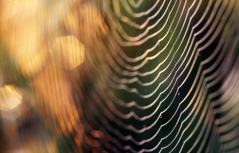 无人,横图,室外,特写,白天,正面,美景,阴影,朦胧,模糊,光线,蜘蛛网,网,影子,景观,阳光,自然,景色,蜘蛛丝,自然风光,蛛网,捕杀,猎取,蛛丝,彩图