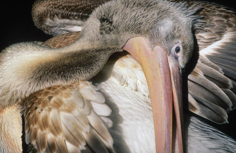 无人,站,横图,室内,特写,白天,正面,鸟,阴影,反射,鸟类,水鸟,影子,扭头,注视,一只,观察,看,站着,转头,观看,察看,关注,鹈鹕,塘鹅,站立,半身,彩图