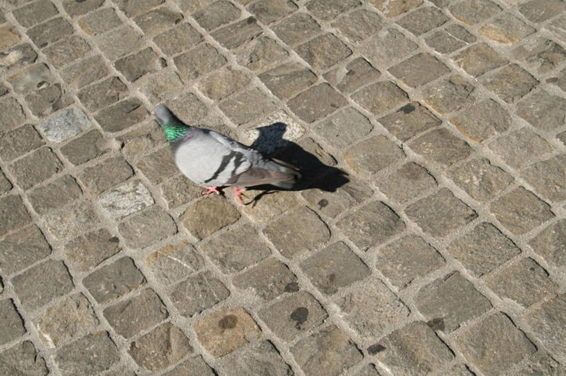 无人,站,横图,俯视,室外,白天,石头,鸟,野生动物,阴影,光线,斑鸠,鸟类,石子,影子,地面,一只,阳光,动物,站着,可爱,活泼,欧斑鸠,石块,岩石,站立,彩图,高角度拍摄,全身,鹁鸪,鹁鸠,水鸪鸪