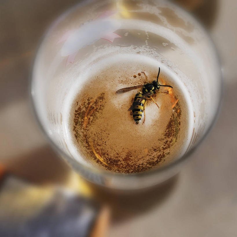 啤酒,无人,躺,方图,俯视,室外,特写,白天,杯子,阴影,朦胧,模糊,反射,昆虫,影子,酒类,一杯,玻璃制品,酒,饮料,一只,动物,水杯,死亡,黄蜂,益虫,殒命,灭亡,胡蜂,马蜂,蚂蜂,卧着,玻璃杯,躺着,卧,半身,彩图,高角度拍摄