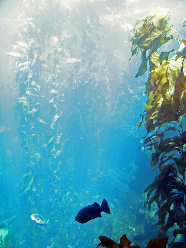 游泳,无人,竖图,室内,白天,正面,海底,水下,美景,植物,表演,鱼,景观,水底,水草,鱼类,海洋生物,水族馆,自然,展示,景色,海底世界,生长,成长,展览,饲养,自然风光,水生动物,水生物,海底动物,收集,观赏鱼,泅水,拍浮,极地海洋世界,海床,彩图,全身