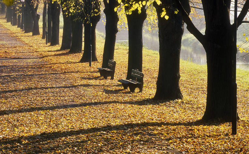 无人,横图,室外,白天,正面,旅游,度假,美景,秋季,植物,道路,路,叶子,椅子,奥地利,欧洲,一排,阴影,整齐,光线,影子,木椅,景观,小路,枯叶,落叶,交通,娱乐,树,树木,排列,绿色,阳光,自然,享受,休闲,景色,放松,乡间小路,生长,成长,队列,自然风光,中欧,奥地利共和国,下奥地利,下奥地利州,叶,叶片,秋,秋天,彩图