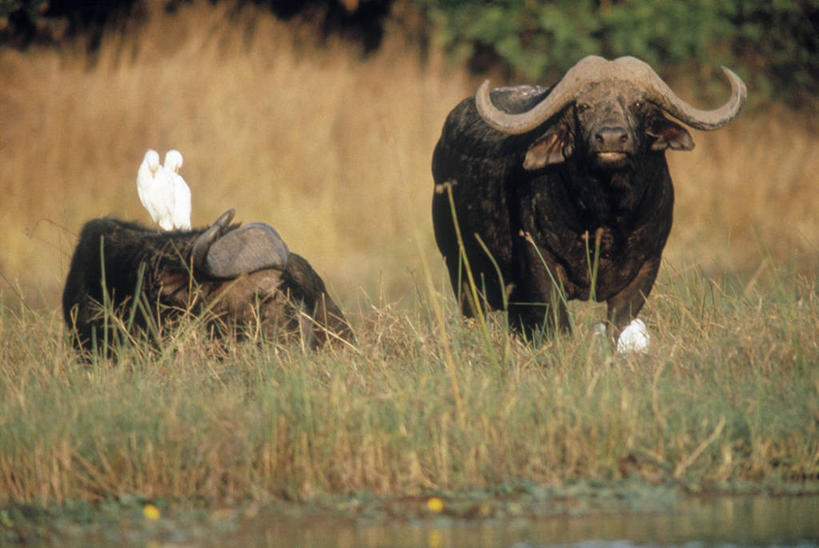 无人,站,横图,室外,白天,正面,旅游,度假,草地,草坪,河流,美景,水,植物,鸟,牛,野生动物,非洲,朦胧,模糊,鸟类,河水,景观,水流,注视,娱乐,草,绿色,自然,动物,观察,看,站着,享受,休闲,景色,放松,观看,察看,关注,自然风光,凶猛,非洲水牛,阿非利加洲,残暴,凶残,水牛,站立,彩图,全身,非洲野牛