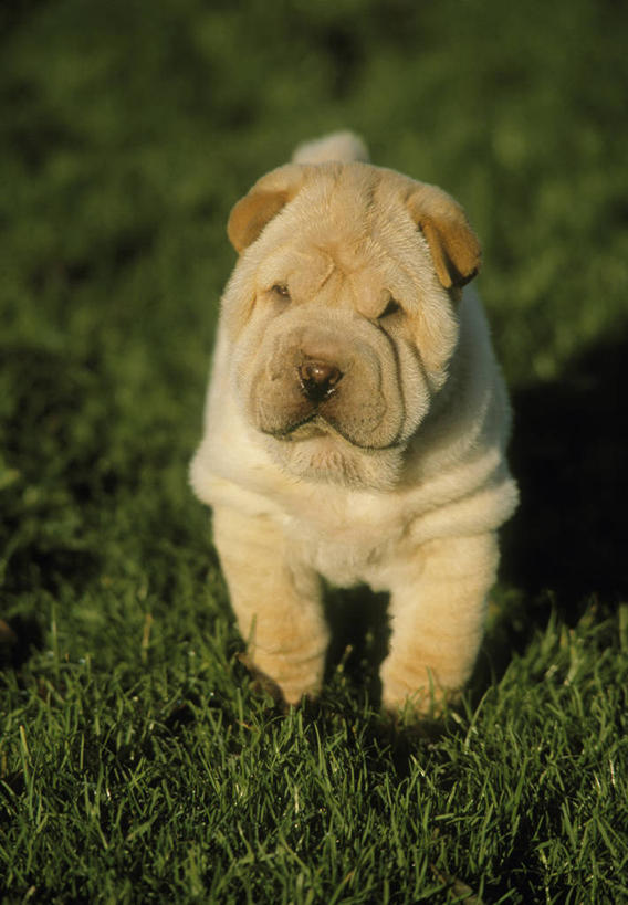 无人,站,竖图,俯视,室外,白天,草地,草坪,植物,宠物,狗,阴影,朦胧,模糊,光线,影子,沙皮狗,注视,草,一只,绿色,阳光,动物,观察,看,站着,可爱,观看,察看,关注,忠诚,沙皮,沙皮犬,犬,站立,彩图,高角度拍摄,全身