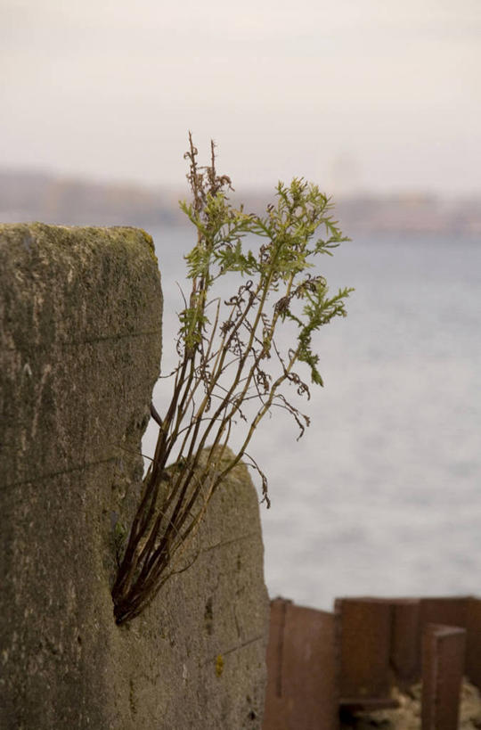 无人,竖图,室外,白天,正面,旅游,度假,海浪,海洋,石头,美景,植物,欧洲,爱沙尼亚,拉脱维亚,立陶宛,生锈,石子,景观,浪花,青苔,苔藓,娱乐,树,树木,绿色,天空,自然,海水,天,享受,休闲,景色,放松,生长,成长,腐蚀,侵蚀,自然风光,海景,东欧,爱沙尼亚共和国,拉脱维亚共和国,腐化,锈迹斑斑,立陶宛共和国,大海,风浪,海,海水的波动,近岸浪,石块,岩石,涌浪,彩图,波罗的海三国