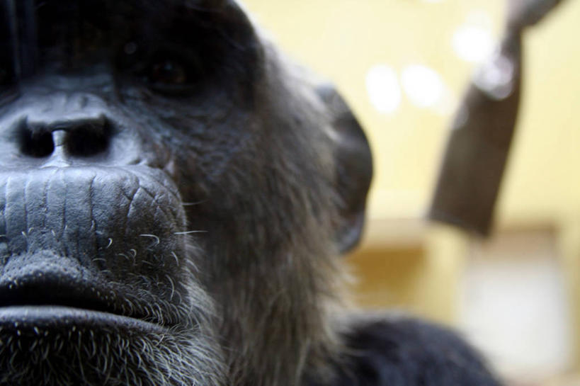 头,无人,横图,室内,特写,白天,正面,哺乳动物,野生动物,猩猩,朦胧,模糊,注视,一只,黑色,动物,观察,看,可爱,活泼,观看,察看,关注,黑猩猩,头部,半身,彩图