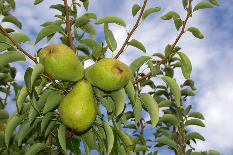 无人,横图,室外,特写,白天,仰视,美景,植物,梨,水果,阴影,新鲜,光线,影子,景观,云,云朵,生食,食品,果实,果树,云彩,树,树木,食物,三个,蓝色,绿色,白云,蓝天,天空,阳光,自然,天,香梨,景色,有机食品,绿色食品,生长,晴朗,成长,自然风光,梨树,晴空,生梨,彩图,低角度拍摄