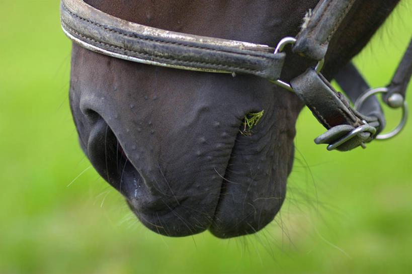 头,无人,站,横图,室外,特写,白天,正面,草地,草坪,植物,马,野生动物,阴影,朦胧,模糊,光线,影子,草,一只,绿色,阳光,动物,绳子,站着,运输,牲畜,手柄,绳索,控制,缰绳,头部,站立,半身,彩图