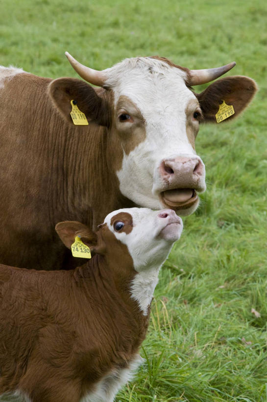 头,无人,站,竖图,室外,特写,白天,正面,草地,草坪,植物,牛,阴影,花纹,朦胧,模糊,光线,影子,乳牛,注视,草,绿色,阳光,动物,观察,看,站着,两只,家畜,牲畜,观看,察看,关注,斑纹,头部,奶牛,站立,彩图