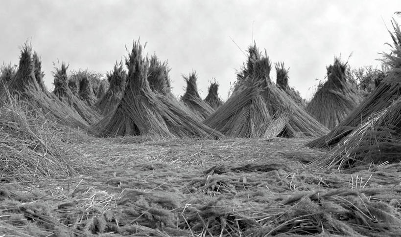 无人,横图,黑白,室外,白天,正面,旅游,度假,美景,芦苇,许多,帐篷,景观,很多,娱乐,天空,自然,天,享受,休闲,景色,放松,自然风光,露营,野营,宿营,芦芛
