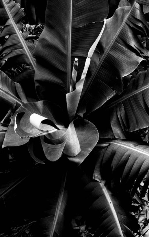 无人,竖图,黑白,室外,特写,白天,正面,美景,植物,叶子,西班牙,非洲,阴影,反射,纹理,影子,景观,绿叶,绿色,自然,嫩叶,景色,加纳利群岛,自然风光,加那利群岛,肌理,西班牙王国,阿非利加洲,海外领地,戈梅拉岛,叶,叶片,叶脉,圣克鲁斯.德特内里费省