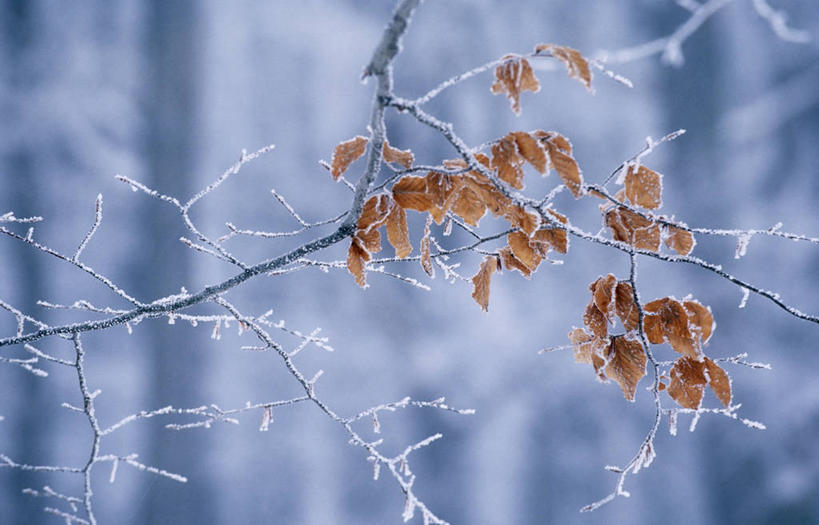 无人,横图,室外,特写,白天,正面,美景,叶子,奥地利,欧洲,维也纳,许多,吊挂,悬挂,阴影,朦胧,模糊,反射,影子,冰,景观,冬季,冬天,枯叶,落叶,枝条,首都,很多,挂,树枝,黄色,自然,景色,寒冷,冰冷,自然风光,雾凇,中欧,严寒,奥地利共和国,冰凉,酷寒,凛冽,凛凛,极冷,虬枝,枝杈,树挂,叶,叶片,彩图,维也纳森林