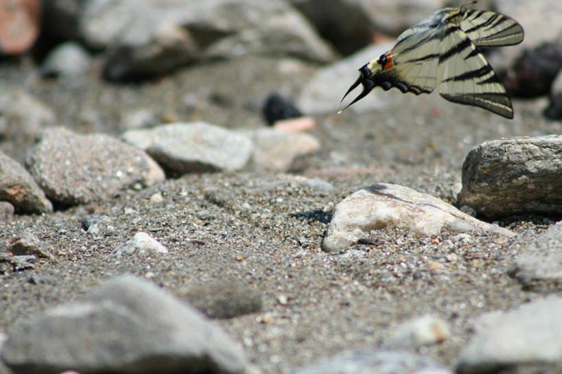 无人,横图,室外,特写,白天,侧面,美景,沙滩,蝴蝶,飞翔,伸展,张开,展翅,阴影,朦胧,模糊,飞行,光线,翅膀,昆虫,沙子,影子,河岸,河滩,景观,沙地,翱翔,飞,一只,阳光,自然,动物,景色,自然风光,益虫,张开翅膀,展开翅膀,彩图,全身