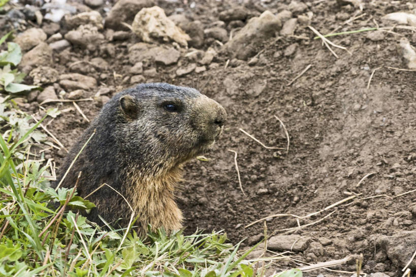 头,无人,横图,室外,特写,白天,侧面,草地,草坪,美景,植物,野生动物,水獭,阴影,朦胧,模糊,光线,影子,景观,树桩,注视,草,树,树干,一只,绿色,阳光,自然,动物,观察,看,木桩,景色,可爱,活泼,观看,察看,关注,自然风光,獭,头部,水毛子,水狗,半身,彩图