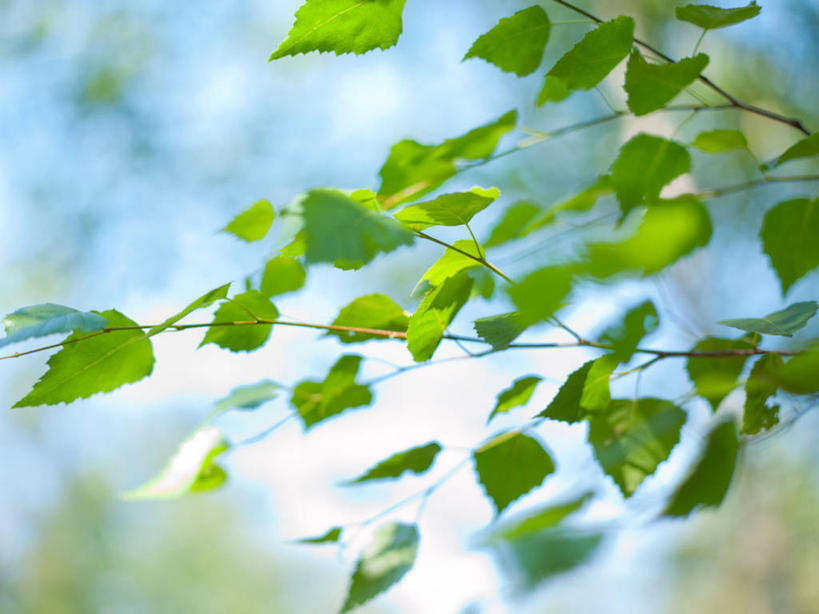 无人,横图,室外,特写,白天,仰视,美景,植物,阴影,光线,影子,景观,云,云朵,云彩,树,树木,蓝色,绿色,白云,蓝天,天空,阳光,自然,天,景色,白桦,生长,晴朗,成长,自然风光,晴空,桦树,桦皮树,桦木,彩图,低角度拍摄