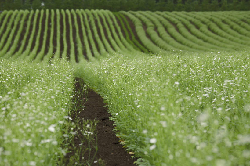 无人,农场,横图,室外,白天,正面,旅游,度假,畜牧业,牧场,花海,花圃,美景,植物,叶子,北海道,日本,亚洲,盛开,景观,花蕾,娱乐,花,花瓣,花朵,花卉,鲜花,绿色,自然,花丛,花束,花田,花苞,花蕊,享受,休闲,景色,放松,自然风光,东亚,畜牧,日本国,北海道地方,北海道岛,富良野,牧业,道北,富良野市,彩图,上川支厅