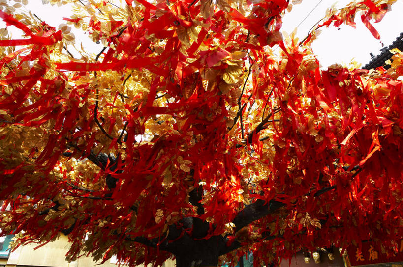 无人,横图,室外,特写,白天,仰视,秋季,叶子,上海,中国,亚洲,阴影,光线,影子,枯叶,落叶,阳光,豫园,申,黄浦区,东亚,上海市,中华人民共和国,沪,华东地区,许愿树,叶,叶片,秋,秋天,彩图,低角度拍摄