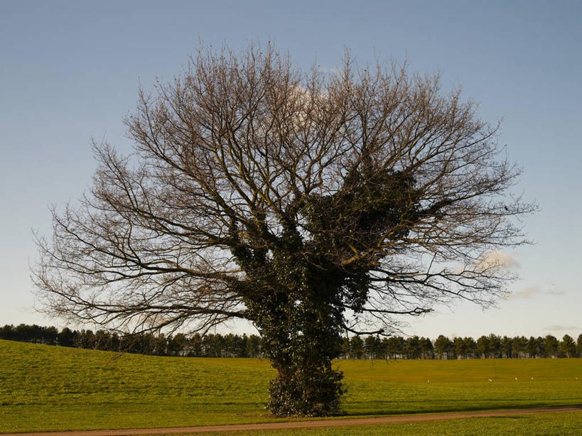 无人,竖图,室外,白天,正面,旅游,度假,草地,草坪,美景,植物,英国,欧洲,阴影,光线,影子,景观,娱乐,英格兰,草,树,树木,蓝色,绿色,蓝天,天空,阳光,自然,天,享受,休闲,景色,放松,生长,晴朗,成长,西欧,自然风光,大不列颠,大不列颠及北爱尔兰联合王国,万里无云,英吉利,白金汉郡,米尔顿凯恩斯,晴空,晴空万里,彩图,大不列颠王国,大英帝国,联合王国,日不落帝国