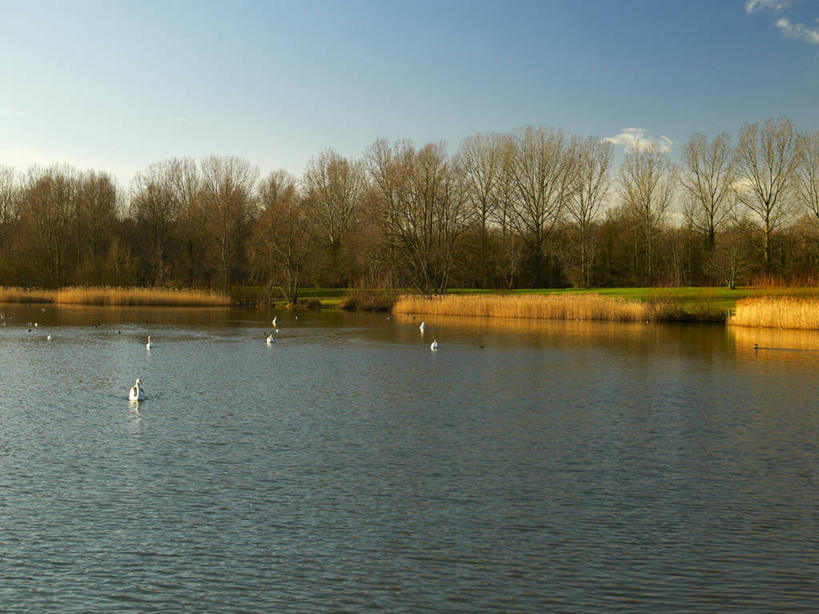 游泳,无人,横图,室外,白天,正面,旅游,度假,湖,湖泊,美景,树林,水,植物,鸟,野生动物,天鹅,英国,欧洲,阴影,波纹,光线,鸟类,影子,湖面,景观,水流,水面,云,云朵,涟漪,云彩,注视,娱乐,英格兰,树,树木,蓝色,绿色,白云,倒影,蓝天,水纹,天空,阳光,自然,动物,波浪,湖水,天,观察,看,享受,休闲,景色,放松,可爱,生长,晴朗,成长,观看,察看,倒映,西欧,关注,自然风光,大不列颠,大不列颠及北爱尔兰联合王国,水晕,泅水,反照,英吉利,拍浮,白金汉郡,米尔顿凯恩斯,晴空,鹄,彩图,全身,大不列颠王国,大英帝国,联合王国,日不落帝国