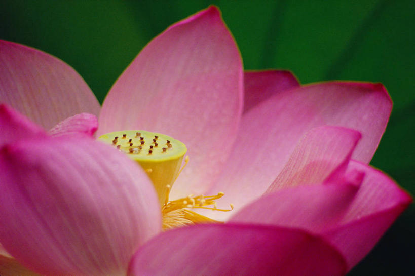 无人,横图,室外,特写,白天,正面,美景,睡莲,阴影,盛开,光线,影子,景观,花蕾,花,花瓣,花朵,鲜花,一朵,粉色,黄色,阳光,自然,花苞,花蕊,景色,自然风光,纯真,妖艳,水芹花,抒情,洁净,水洋花,小莲花,子午莲,彩图