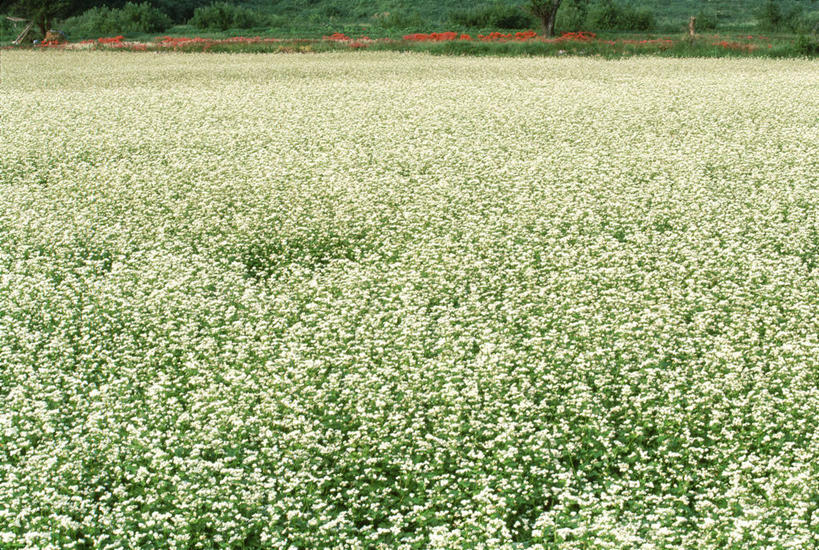无人,横图,室外,白天,正面,农作物,花海,花圃,美景,植物,叶子,阴影,盛开,光线,影子,景观,谷物,荞麦,花蕾,花,花瓣,花朵,花卉,鲜花,绿色,白色,阳光,自然,花丛,花束,花田,花苞,花蕊,景色,荞麦花,自然风光,彩图