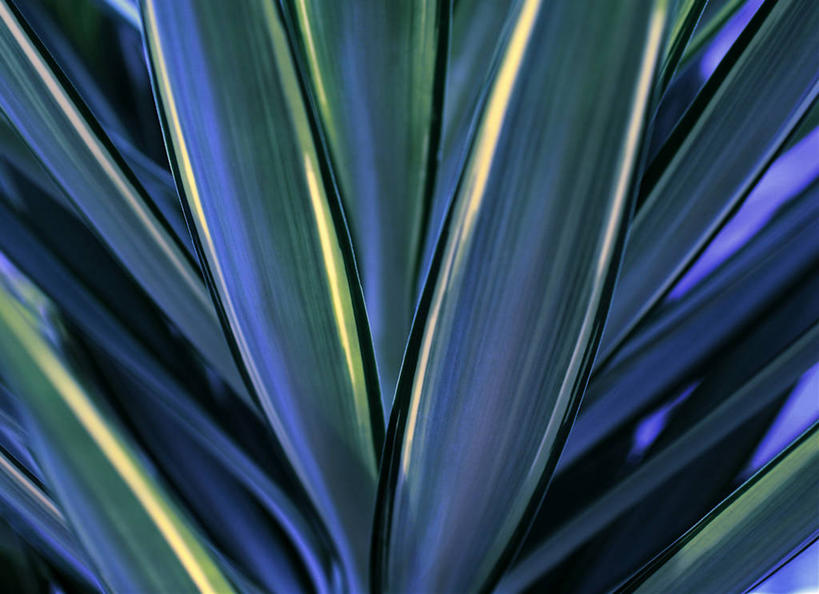 无人,横图,室外,特写,白天,正面,美景,植物,龙舌兰,叶子,阴影,光线,纹理,影子,景观,绿叶,绿色,阳光,自然,嫩叶,景色,希望,自然风光,肌理,番麻,叶,叶片,叶脉,彩图,付出,龙舌掌