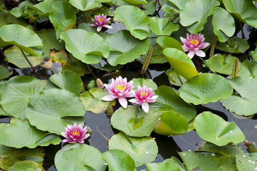 无人,横图,俯视,室外,白天,美景,睡莲,叶子,盛开,池塘,景观,水池,荷叶,花蕾,花,花瓣,花朵,鲜花,粉色,倒影,自然,花苞,花蕊,景色,倒映,自然风光,纯真,妖艳,莲叶,水芹花,抒情,洁净,反照,水洋花,小莲花,子午莲,叶,叶片,彩图,高角度拍摄