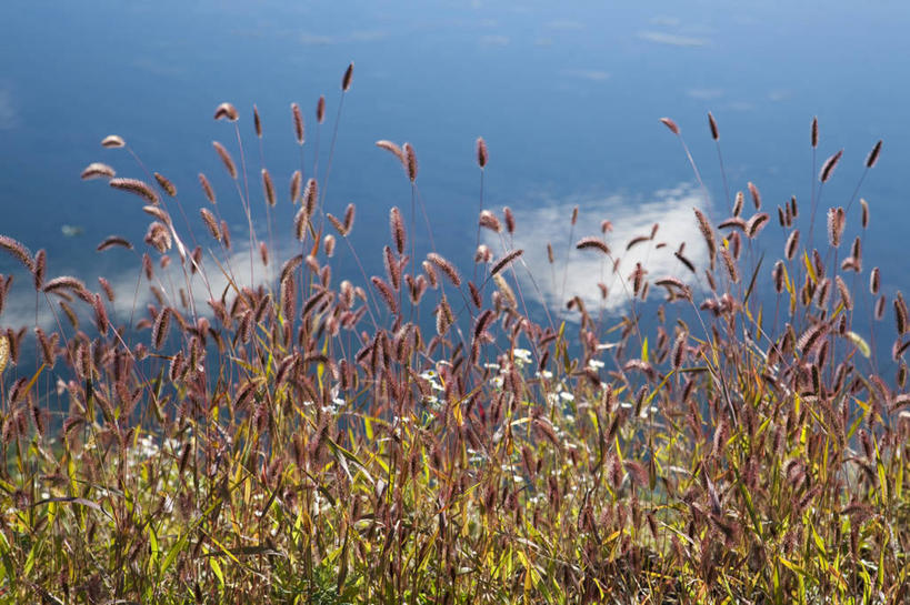 无人,横图,室外,白天,正面,旅游,度假,美景,植物,阴影,光线,影子,景观,云,云朵,云彩,娱乐,蓝色,绿色,白云,蓝天,天空,阳光,自然,天,享受,休闲,景色,放松,生长,晴朗,成长,蕨类,蕨类植物,自然风光,猪鬃草,铁线蕨,水猪毛土,铁丝草,铁线草,晴空,彩图,真蕨,猪鬃七