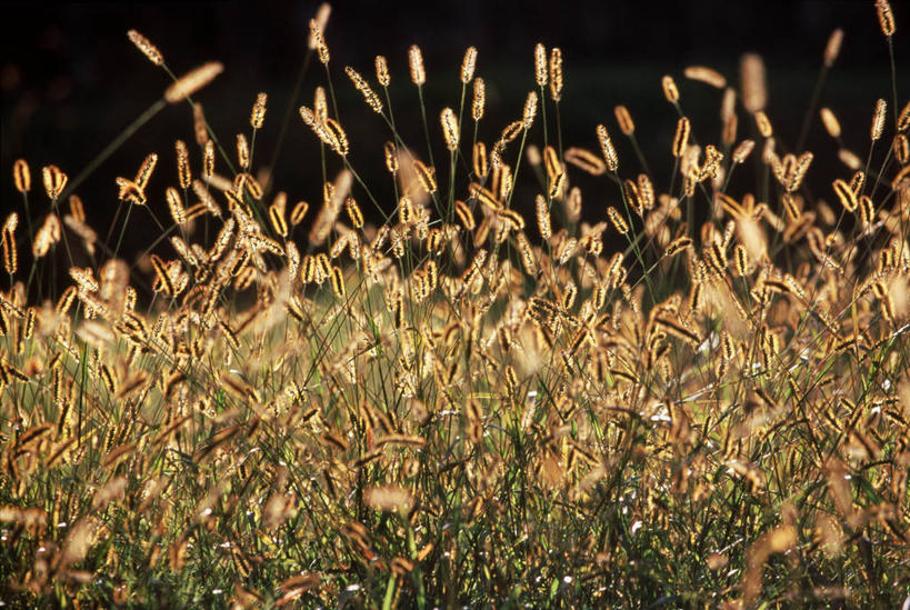 无人,横图,室外,特写,白天,正面,美景,植物,阴影,朦胧,模糊,光线,影子,景观,绿色,阳光,自然,景色,生长,成长,蕨类,蕨类植物,自然风光,猪鬃草,铁线蕨,水猪毛土,铁丝草,铁线草,彩图,真蕨,猪鬃七