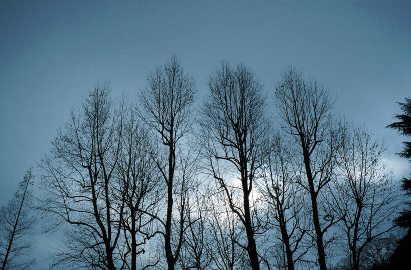 无人,横图,室外,白天,仰视,美景,树林,植物,景观,乌云,云,阴天,云朵,冬季,冬天,枝条,背光,云彩,树,树木,树枝,绿色,天空,自然,天,景色,生长,成长,昏暗,阴沉,自然风光,逆光,冬日,虬枝,枝杈,彩图,低角度拍摄