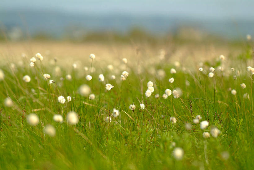 无人,农田,横图,室外,白天,正面,旅游,度假,庄稼,农作物,草地,草原,花海,花圃,美景,植物,叶子,阴影,朦胧,模糊,盛开,光线,影子,景观,旷野,羊胡子草,花蕾,娱乐,草,花,花瓣,花朵,花卉,鲜花,绿色,阳光,自然,花丛,花束,花田,花苞,花蕊,享受,休闲,景色,放松,生长,成长,自然风光,原野,卵穗苔草,彩图,耕地,庄稼田