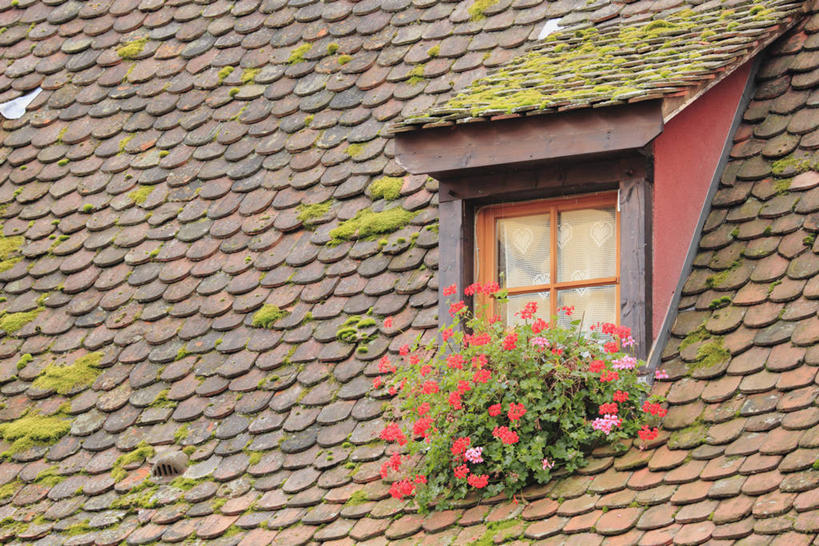 无人,家,横图,室外,特写,白天,仰视,窗户,法国,欧洲,盛开,瓦片,房屋,屋子,青苔,苔藓,花蕾,瓦,楼房,玻璃窗,住宅,花,花瓣,花朵,鲜花,花苞,花蕊,瓦房,阿尔萨斯,西欧,法兰西,屋瓦,法兰西共和国,法兰西第五共和国,阿尔萨斯大区,彩图,低角度拍摄,房子