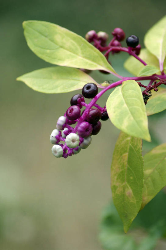 无人,竖图,室外,特写,白天,正面,美景,叶子,阴影,朦胧,模糊,盛开,光线,影子,景观,绿叶,花蕾,花,花瓣,花朵,鲜花,阳光,自然,花苞,花蕊,嫩叶,景色,自然风光,垂序商陆,美国商陆,美洲商陆,商陆,十蕊商陆,叶,叶片,彩图