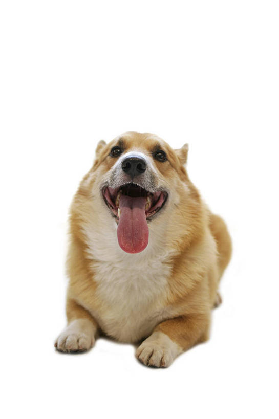 无人,竖图,室内,白天,白色背景,正面,宠物,狗,柯基犬,威尔士柯基犬,注视,吐舌头,一只,动物,观察,看,趴着,张嘴,可爱,摄影,影棚,牧羊犬,观看,察看,关注,张大嘴巴,忠诚,彭布罗克柯基犬,彭布罗克威尔士柯基犬,舌头,张开嘴,犬,趴,彩图,全身,影棚拍摄,拍摄