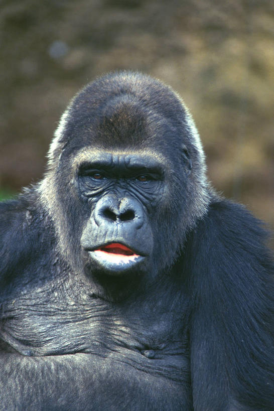 无人,坐,竖图,室外,白天,正面,美景,哺乳动物,野生动物,猩猩,阴影,朦胧,模糊,光线,影子,景观,注视,一只,黑色,阳光,自然,动物,观察,看,景色,观看,察看,关注,自然风光,大猩猩,金刚猩猩,坐着,半身,彩图