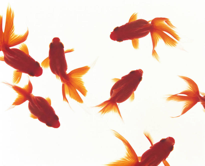 游泳,无人,横图,俯视,室内,白天,白色背景,一群,许多,金鱼,鱼,很多,鱼类,橙色,摄影,影棚,水生动物,水生物,观赏鱼,金鲫鱼,泅水,拍浮,半身,彩图,高角度拍摄,影棚拍摄,拍摄,淡水生物