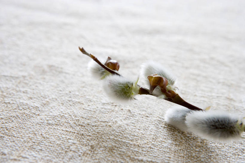 无人,横图,室内,特写,白天,正面,自由,阴影,反射,影子,猫柳,枝条,树枝,生命,银芽柳,棉花柳,银柳,虬枝,枝杈,彩图