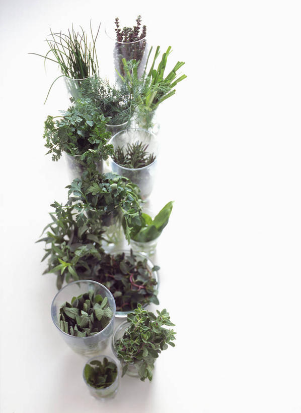 无人,竖图,俯视,室内,特写,白天,白色背景,植物,叶子,阴影,反射,影子,绿叶,草药,药草,中药,嫩叶,清热,摄影,影棚,药材,中草药,中药材,本草,止痛,解毒,生肌,消肿,紫草,散瘀,叶,叶片,彩图,高角度拍摄,影棚拍摄,拍摄,调经,活血,玻璃草