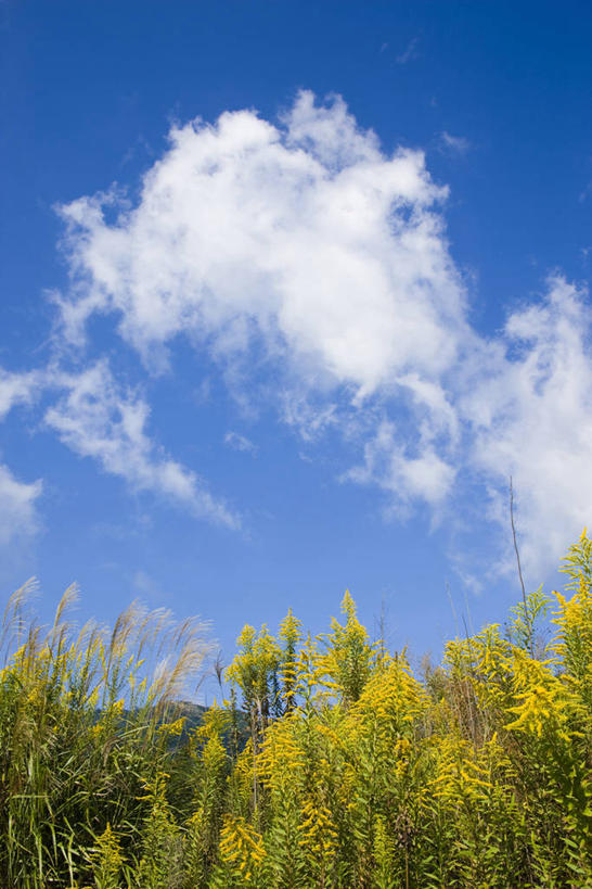 无人,竖图,室外,白天,仰视,旅游,度假,草地,草坪,美景,植物,日本,亚洲,阴影,盛开,光线,影子,景观,云,云朵,芒草,花蕾,云彩,娱乐,草,花,花瓣,花朵,鲜花,黄色,蓝色,绿色,白云,蓝天,天空,阳光,自然,天,花苞,花蕊,享受,休闲,景色,放松,晴朗,自然风光,东亚,五节芒,本州,本州岛,日本国,近畿地方,近畿,滋贺,滋贺县,县厅,大津市,管草,管芒,寒芒,晴空,彩图,低角度拍摄,大津