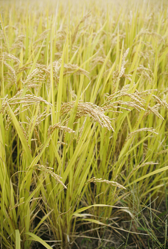 无人,农田,竖图,室外,白天,正面,农业,庄稼,农作物,美景,日本,亚洲,稻田,景观,谷物,水稻,稻,自然,景色,自然风光,东亚,本州,本州岛,日本国,青森,青森县,东北地方,十和田市,十和田,彩图,耕地,庄稼田