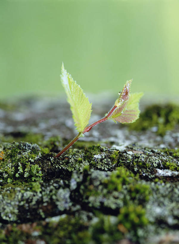 无人,竖图,室外,特写,白天,正面,美景,榆树,阴影,生气,朦胧,模糊,光线,影子,景观,青苔,树桩,苔藓,幼苗,树,树干,阳光,自然,嫩芽,木桩,景色,活力,朝气,生机,希望,自然风光,新苗,榆钱,家榆,白榆,彩图