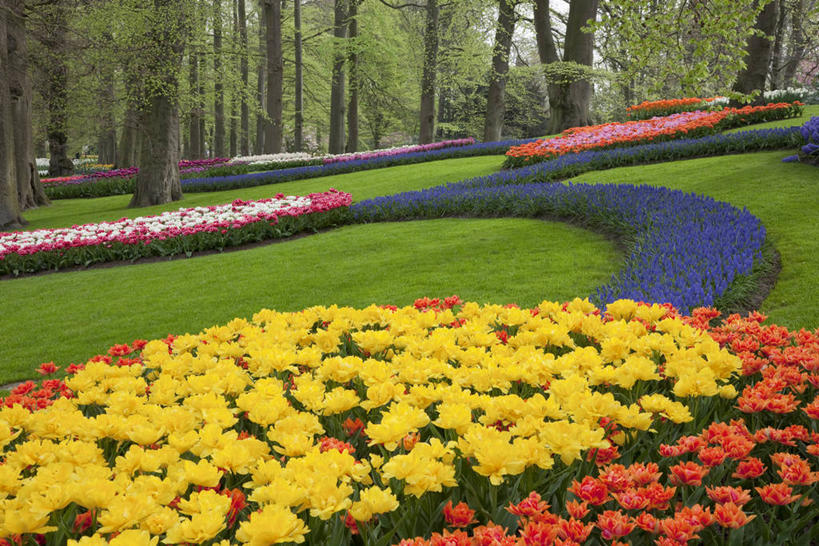 无人,横图,室外,白天,正面,爱情,旅游,度假,草地,草坪,花海,花圃,美景,植物,郁金香,叶子,欧洲,荷兰,盛开,景观,树桩,首都,祝福,花蕾,娱乐,草,花,花瓣,花朵,花卉,鲜花,树,树干,树木,绿色,自然,花丛,花束,花田,花苞,花蕊,享受,休闲,木桩,景色,放松,生长,成长,表白,西欧,自然风光,荣誉,阿姆斯特丹,永恒,荷兰王国,尼德兰王国,库肯霍夫花园,北荷兰省,郁香,洋荷花,草麝香,彩图