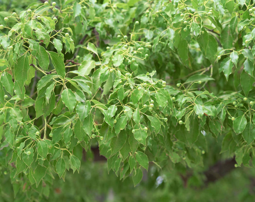 无人,横图,室外,白天,正面,美景,植物,樟树,叶子,景观,绿叶,树,树木,绿色,自然,嫩叶,景色,生长,成长,自然风光,番樟,芳樟树,叶,叶片,香樟,木樟,彩图
