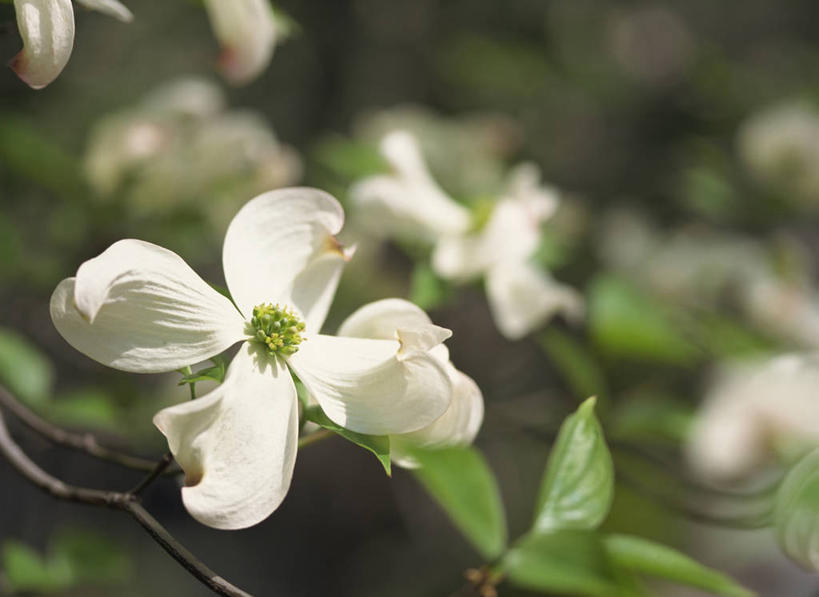 无人,横图,室外,特写,白天,正面,美景,叶子,朦胧,模糊,盛开,景观,绿叶,花蕾,花,花瓣,花朵,鲜花,白色,自然,花苞,花蕊,嫩叶,景色,自然风光,山茱萸,山萸肉,山芋肉,蜀酸枣,天木籽,药枣,萸肉,枣皮,叶,叶片,彩图